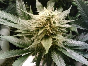 hemp plant
